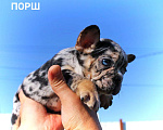 Собаки в Москве: Порш Мальчик, 60 руб. - фото 2