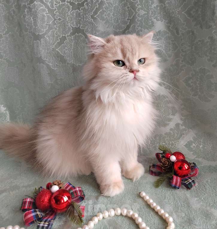 Кошки в Москве: Ариель Девочка, 35 000 руб. - фото 1