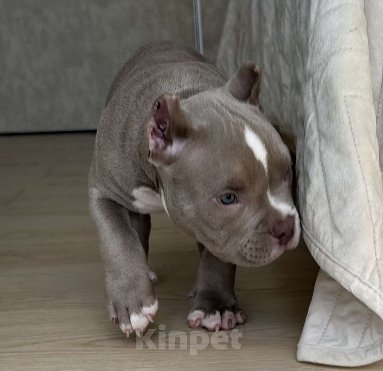 Собаки в Лыткарино: Очаровательный малыш Американский Булли Мальчик, 150 000 руб. - фото 2