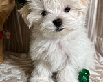 Собаки в Москве: Lilianna Девочка, 85 000 руб. - фото 2