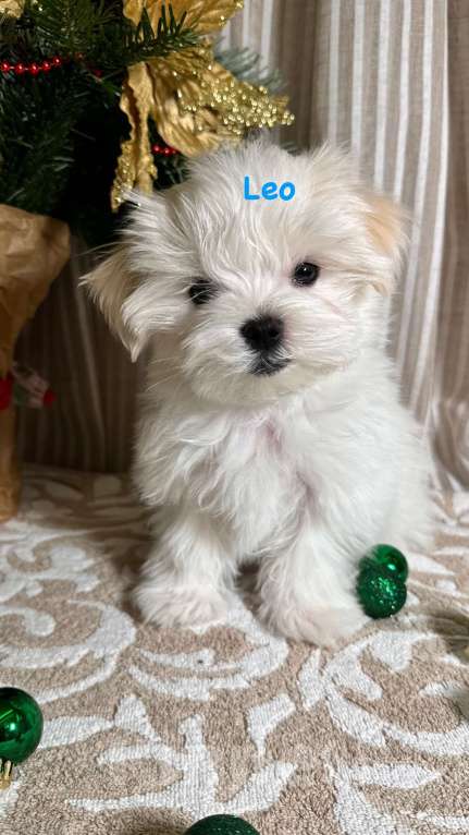 Собаки в Москве: Lilianna Девочка, 85 000 руб. - фото 2