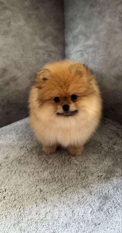 Собаки в Костроме: Померанский шпиц девочка Девочка, 60 000 руб. - фото 3