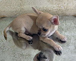 Собаки в Омске: щенок девочка чихуахуа Девочка, Бесплатно - фото 1
