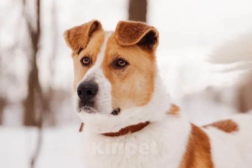 Собаки в Москве: Джайв Мальчик, Бесплатно - фото 3