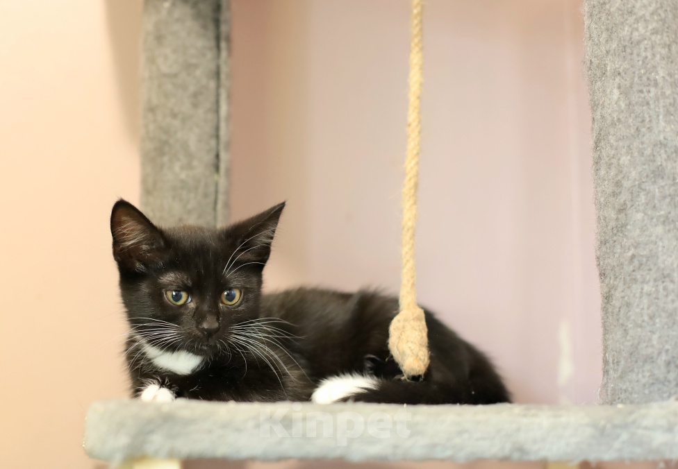 Кошки в Москве: Котенок в добрые руки Девочка, Бесплатно - фото 5