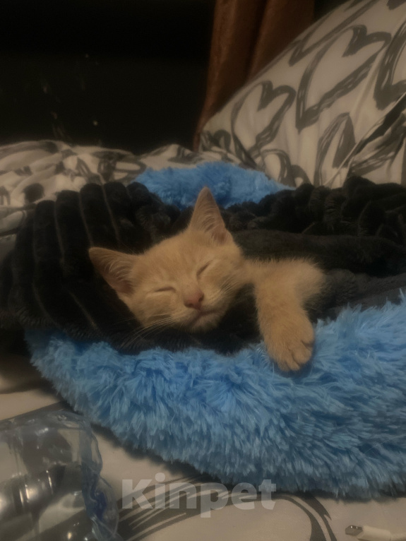 Кошки в Перми: котенок в добрые руки Мальчик, Бесплатно - фото 4