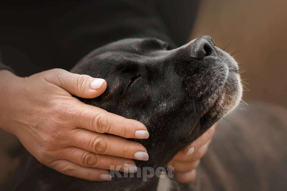 Собаки в Москве: Красавица и умница Кора Девочка, Бесплатно - фото 2