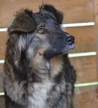 Собаки в Москве: Дюна Девочка, Бесплатно - фото 2