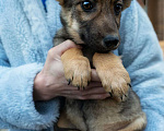 Собаки в Москве: Пристраиваются щенки в добрые и ответственные ручки, 1 руб. - фото 5