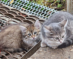 Кошки в Москве: Пушистые котята в добрые руки, 2 месяца Девочка, Бесплатно - фото 6
