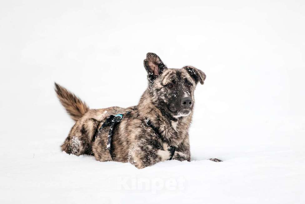 Собаки в Москве: Тигровый Чуни ищет дом Мальчик, Бесплатно - фото 8