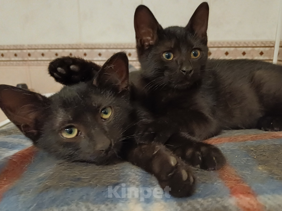 Кошки в Москве: Ищем дом! Мальчик, Бесплатно - фото 2