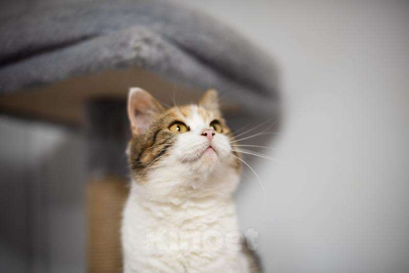 Кошки в Москве: Необычная красавица Летти в добрые руки. Девочка, Бесплатно - фото 5