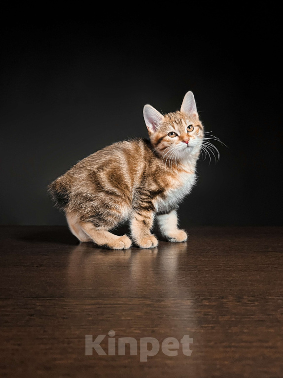 Кошки в Москве: Котята курильского бобтейла короткошерстные  Девочка, Бесплатно - фото 1