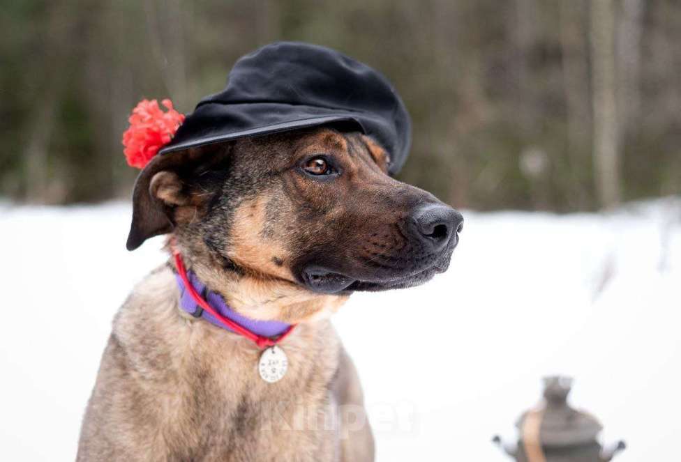 Собаки в Москве: Хан. Сочетание грозного вида и добрейшего сердца Мальчик, Бесплатно - фото 5