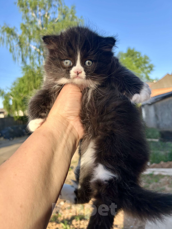 Кошки в Москве: Черный котенок Девочка, 30 000 руб. - фото 1
