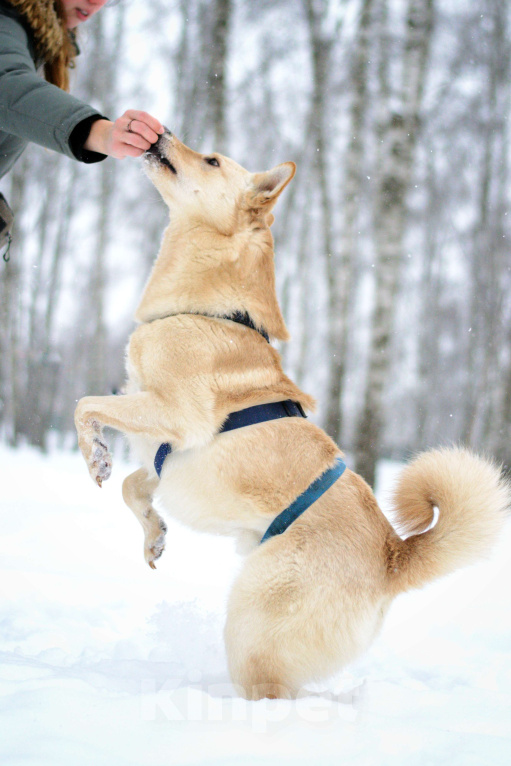 Собаки в Москве: Персик Мальчик, Бесплатно - фото 10