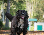 Собаки в Москве: Нежная и благородная собака Хэйси в дар Девочка, 1 руб. - фото 3