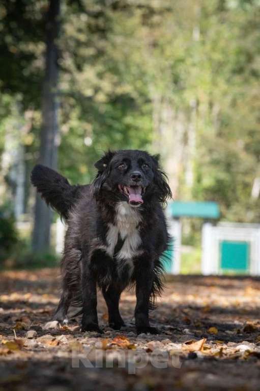 Собаки в Москве: Нежная и благородная собака Хэйси в дар Девочка, 1 руб. - фото 3