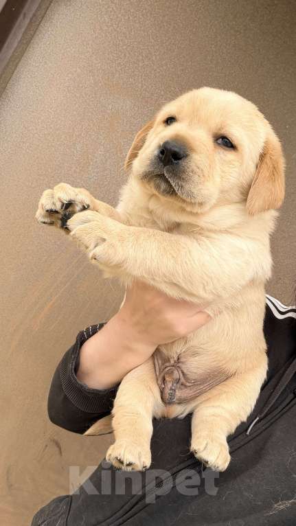 Собаки в Краснодаре: Щенки лабрадора с документами РКФ Мальчик, 50 000 руб. - фото 1