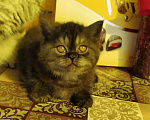 Кошки в Ярославле: Шикарный британский котик Мальчик, Бесплатно - фото 4