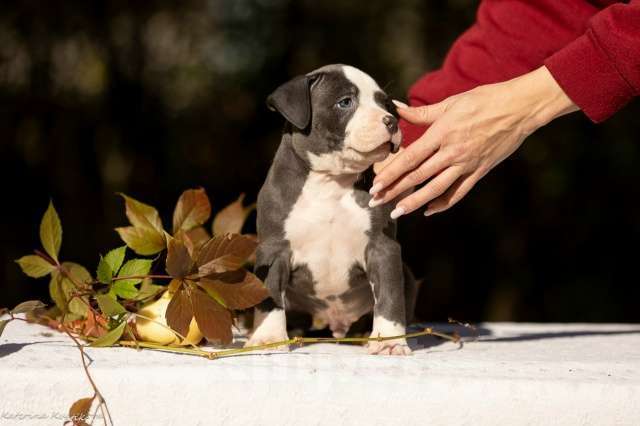 Собаки в других городах Московской области: Мальчик булли голубой Мальчик, 160 000 руб. - фото 2