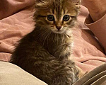 Кошки в Москве: Котенок Мини ищет дом Девочка, Бесплатно - фото 3
