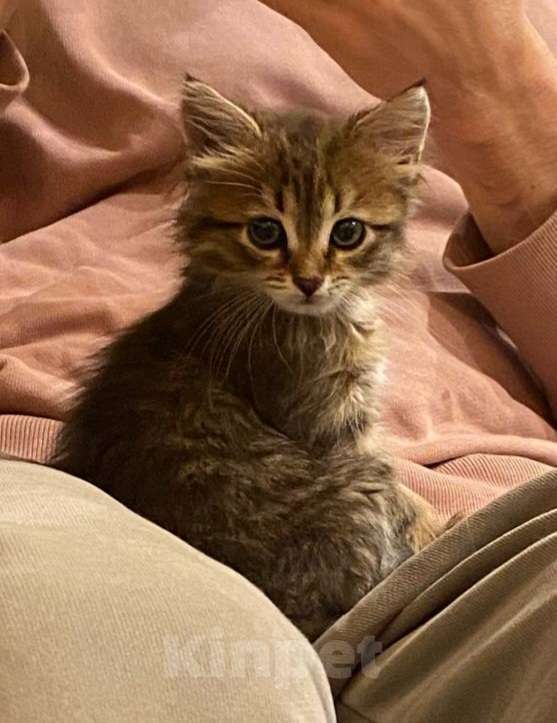 Кошки в Москве: Котенок Мини ищет дом Девочка, Бесплатно - фото 3
