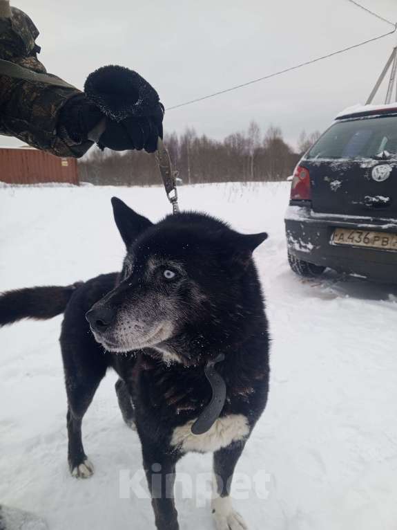 Собаки в других городах Ярославской области: Найден кобель Мальчик, Бесплатно - фото 2