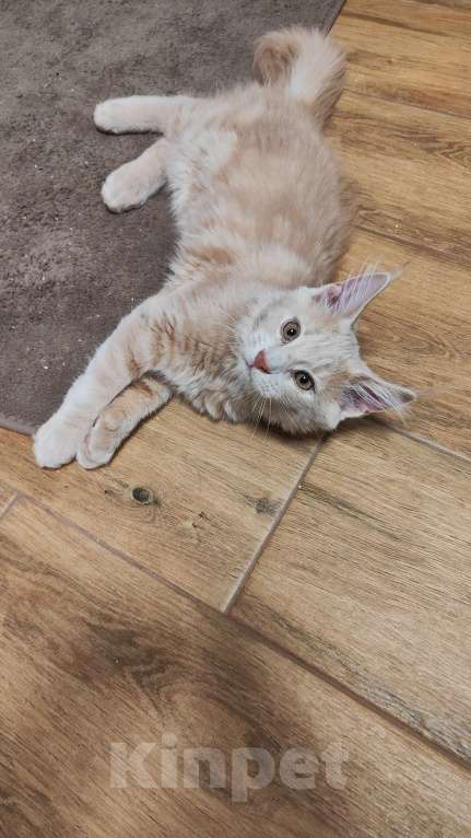 Кошки в других городах Московской области: Котенок мейн кун Мальчик, 30 000 руб. - фото 1