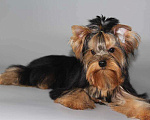 Собаки в Костроме: великолепный щенок йоркширского терьера Девочка, 30 000 руб. - фото 2