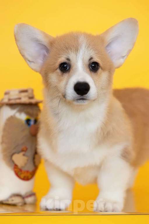 Собаки в Мытищах: Щенки вельш-корги пемброка РКФ Разнополые, Бесплатно - фото 2