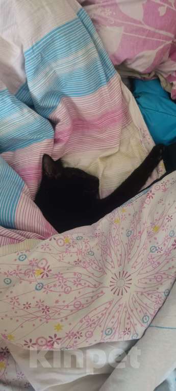 Кошки в Волгограде: Ищу коту новый дом Мальчик, Бесплатно - фото 8