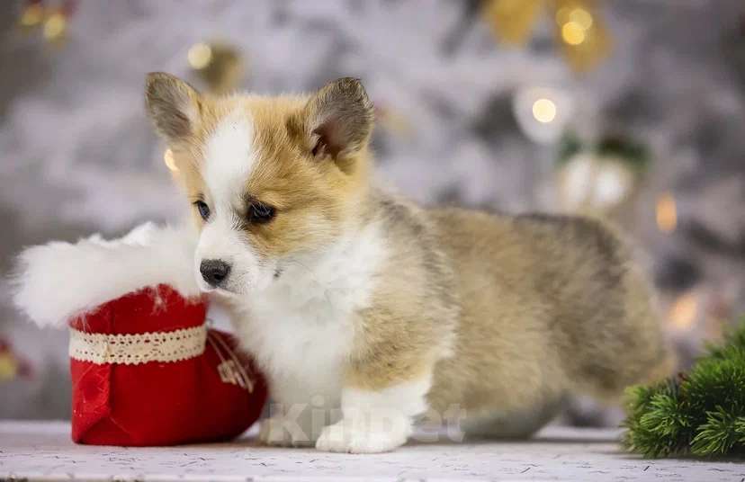 Собаки в Раменском: IZ IMPERII ADAMANT  Девочка, 85 000 руб. - фото 3