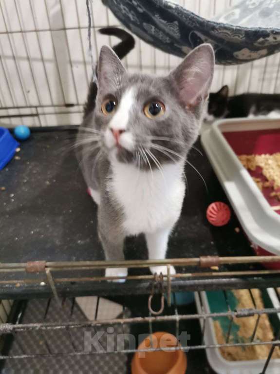 Кошки в Москве: котенок принцесса Нино ищет дом Девочка, Бесплатно - фото 3