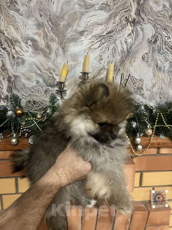 Собаки в других городах Липецкой области: Мальчик Мальчик, 10 000 руб. - фото 3