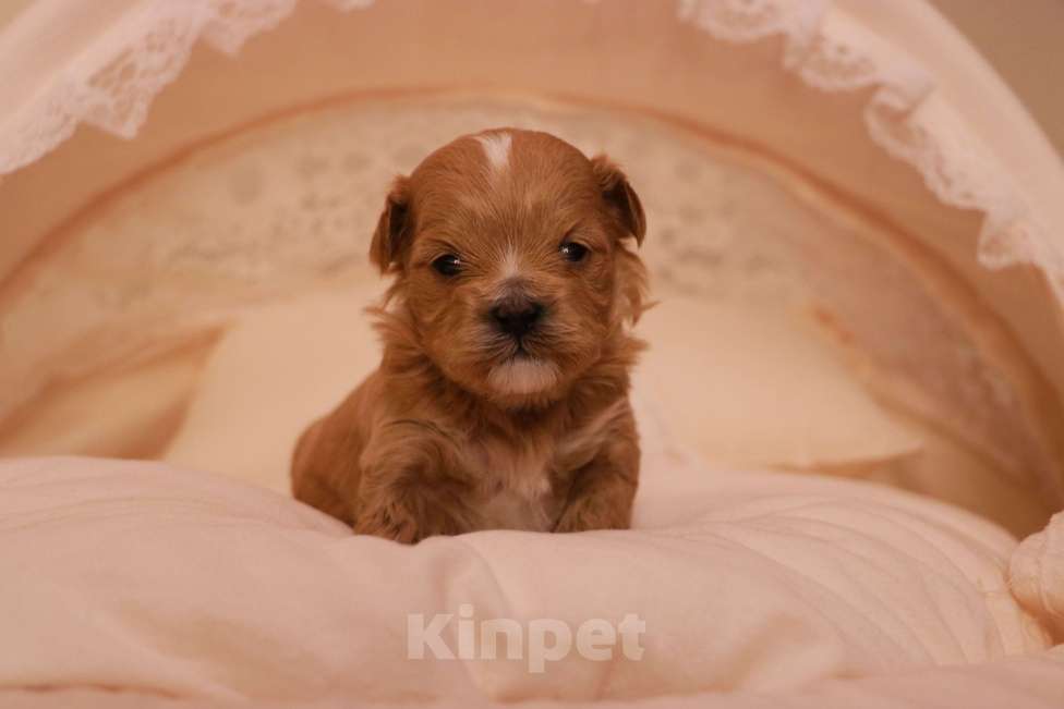 Собаки в Москве: Мальтипу ф1 купить Мальчик, 120 000 руб. - фото 2