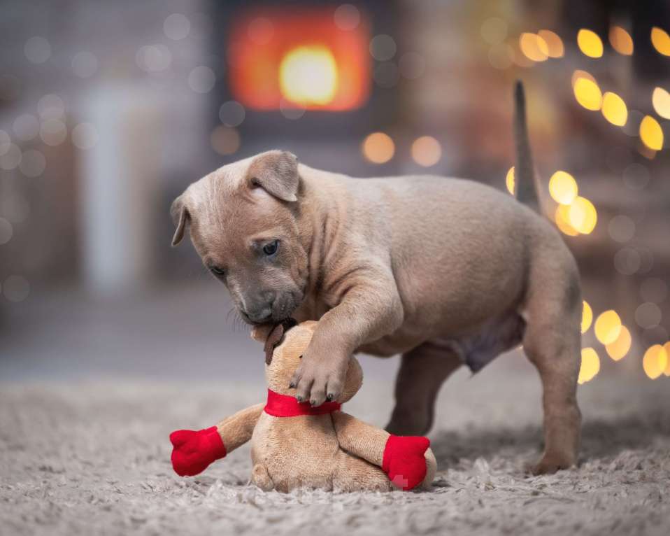 Собаки в Колпино: Щенок тайский риджбек Мальчик, 80 000 руб. - фото 1