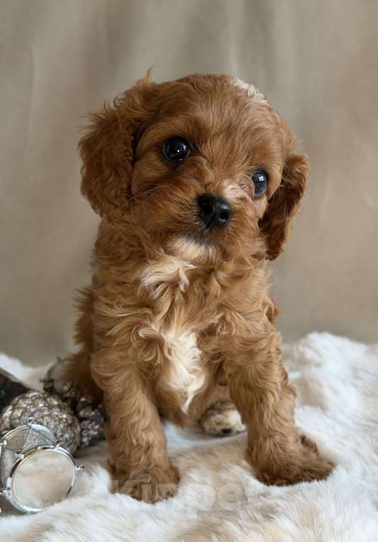 Собаки в Москве: Девочка Кавапу Девочка, 70 000 руб. - фото 1