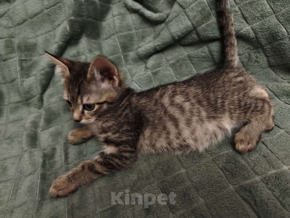 Кошки в Ореховом-Зуево: Котята метисы бенгал-ориентал Разнополые, 16 500 руб. - фото 8