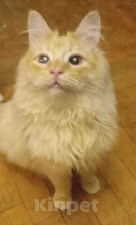 Кошки в Москве: Сибирский котик окраса красное серебро Мальчик, Бесплатно - фото 1