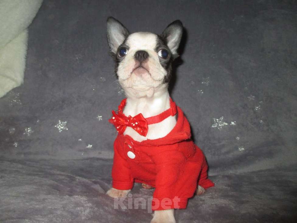 Собаки в Пскове: Мальчик бостон терьер Мальчик, 50 000 руб. - фото 9