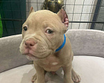 Собаки в Новосибирске: Щенки американского булли — лилак, голубые, тигровый Разнополые, Бесплатно - фото 7