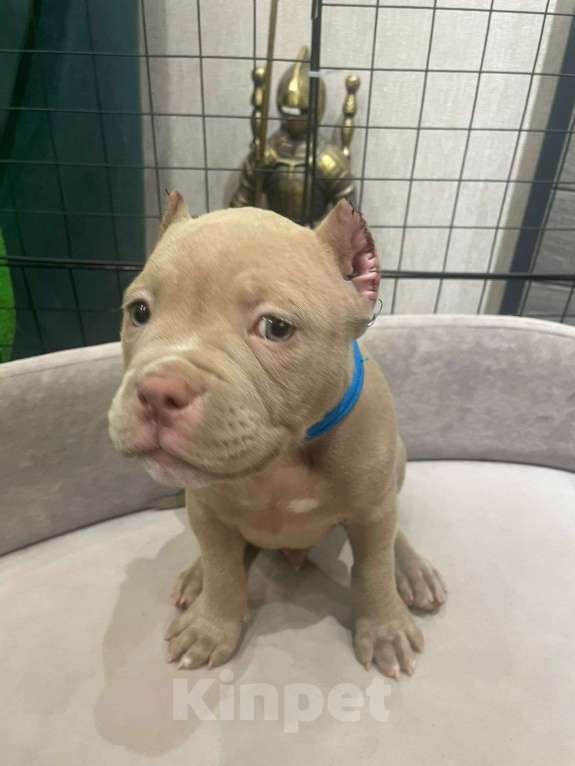 Собаки в Новосибирске: Щенки американского булли — лилак, голубые, тигровый Разнополые, Бесплатно - фото 7