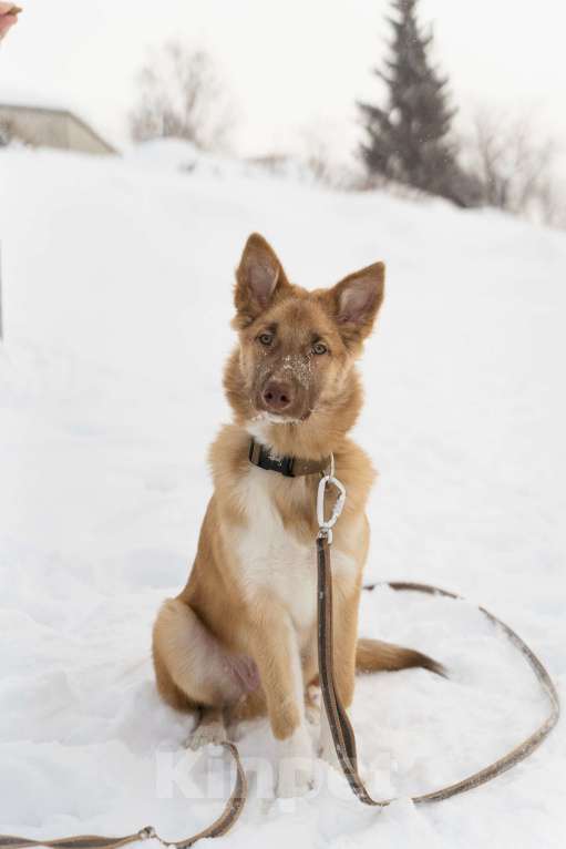 Собаки в Екатеринбурге: Филя ищёт дом! Мальчик, Бесплатно - фото 6