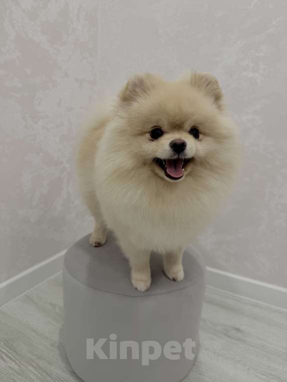 Собаки в Шахте: Обаятельный крем-шпиц приглашает на первую вязку (бесплатно) 🐾 Мальчик, Бесплатно - фото 3