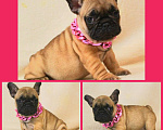 Собаки в Туле: Французский бульдог щенок Мальчик, Бесплатно - фото 1