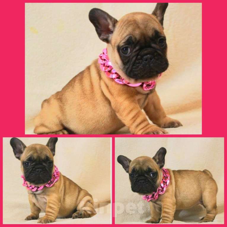 Собаки в Туле: Французский бульдог щенок Мальчик, Бесплатно - фото 1