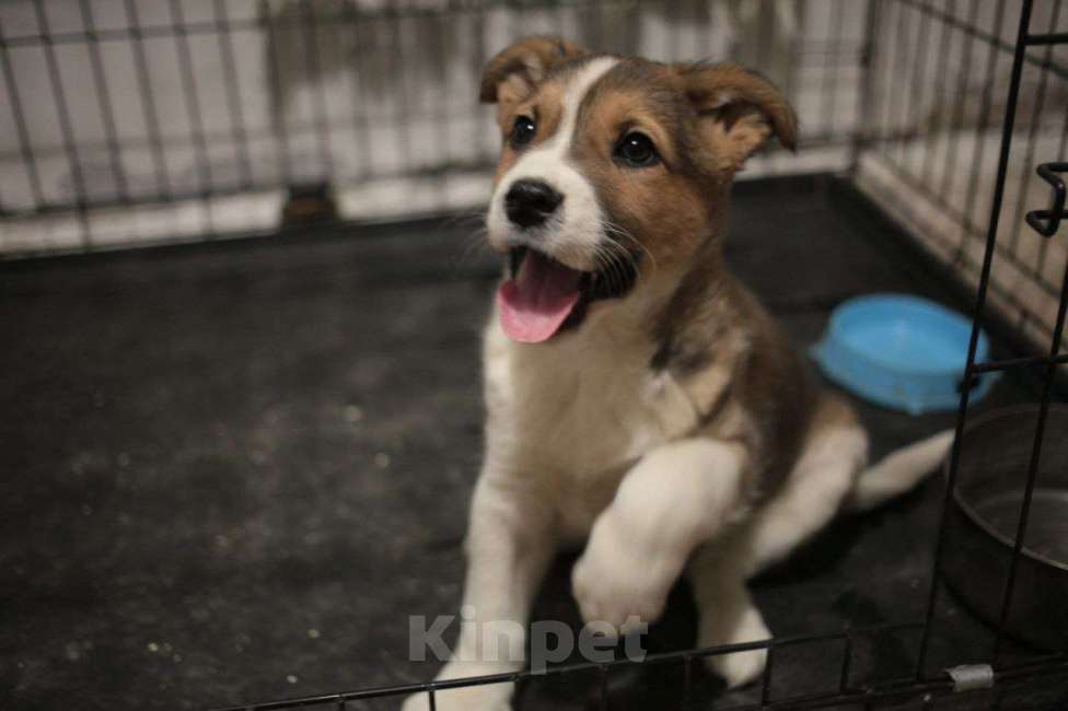 Собаки в Москве: Рыжий щенок Мальчик, Бесплатно - фото 5