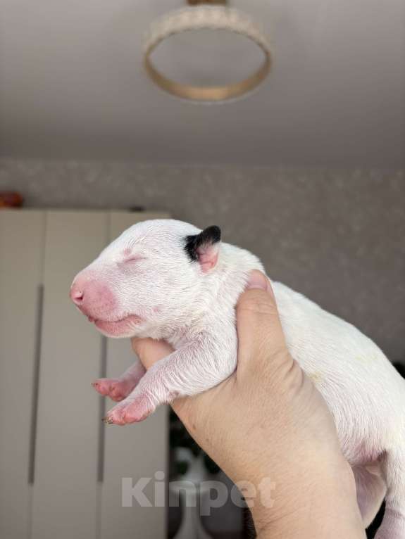 Собаки в Москве: Миниатюрный бультерьер Мальчик, 120 000 руб. - фото 1